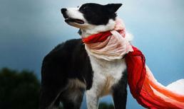 Ảnh chế: Lãng tử mùa đông