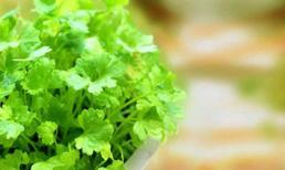 Ngò rí đa công dụng