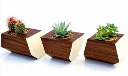 3 mẫu chậu cây cảnh giúp nhà bạn ấn tượng hơn