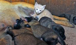 Kỳ lạ động vật nhận con nuôi