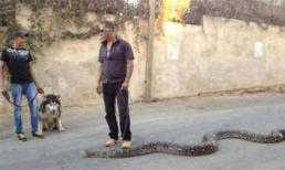 Ảnh vui: Dắt trăn đi dạo