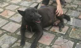 Chó đực đẻ con, chuyện chưa từng có ở Việt Nam