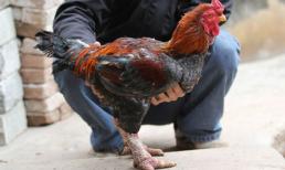 Bỏ tiền triệu săn gà cổ thuần Việt ăn Tết