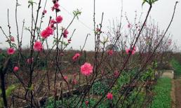 Cả phố chung tiền mua trọn vườn đào chơi Tết