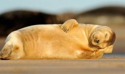 Chú hải cẩu nằm ngủ "duyên dáng" bên bờ biển gây chú ý
