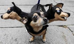 Chết cười những bộ đồ hoá trang như thật của thú cưng