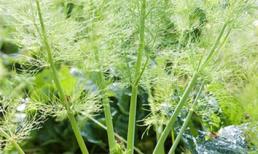 Thìa là làm thuốc