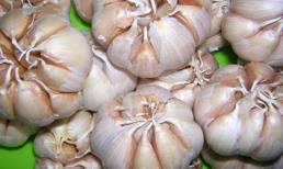 Bốn bài thuốc từ tỏi trị huyết áp thấp, đau răng, viêm họng