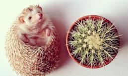 Cuộc sống đầy màu sắc của chú nhím đáng yêu