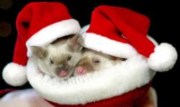 Giáng sinh ấm áp của các loài động vật