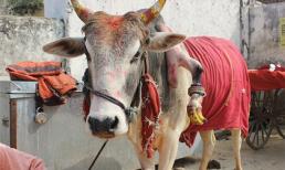 Khó tin: Sinh con trai sau khi chạm tay vào bò 5 chân