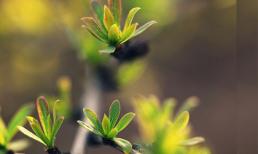 Ngắm những chồi non mới nhú đầy sức sống