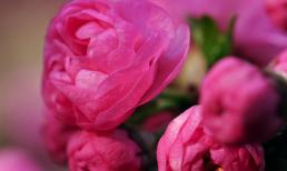 Những bông hoa đẹp đua nhau khoe sắc tỏa hương (P17)