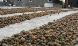 Đào hố chôn sấu, quất cho thối rồi... làm mứt Tết