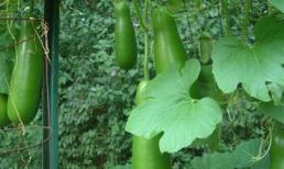 Công dụng bất ngờ ít ai biết của quả bầu