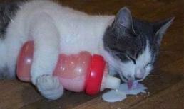 'Vỡ bụng' với những hình ảnh cực độc