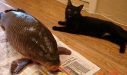 Bữa ăn thịnh soạn