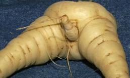 'Chết ngất' với hoa quả có hình thù 'nhạy cảm'