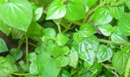 Rau càng cua: Phương thuốc bất ngờ