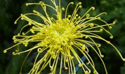 Ngắm những bông hoa cúc đẹp mê hồn