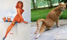 Loạt khoảnh khắc tạo dáng đáng yêu của những chú mèo