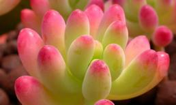 Ngắm những cây hoa đá căng đầy sức sống