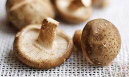 Nhờ nấm chống ung thư