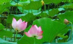 Tùy tiện dùng tâm sen làm thuốc: con dao 2 lưỡi