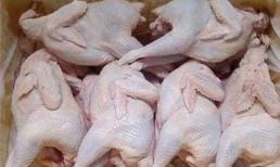 Lại phát hiện quýt, thịt gà nhiễm độc