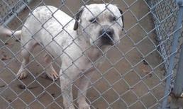 Chó bị bỏ rơi vì bị nghi “gay”
