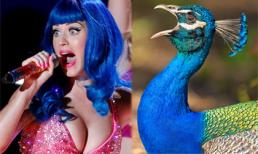 Khi người nổi tiếng là 'bản sao' của động vật