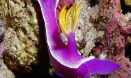 “Của quý dùng một lần” của loài sên đặc biệt