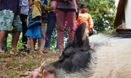 Dân đổ xô đi xem heo 4 nanh ở Khánh Hòa