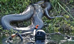 Cận cảnh chú rắn khổng lồ hung bạo nhất hành tinh dài 8 mét