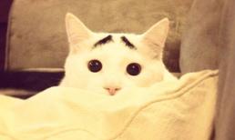 Sốc với chú mèo có lông mày như người