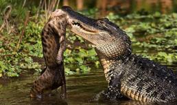 "Rợn tóc gáy" với cảnh săn mồi dã man của cá sấu