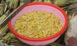 Sâu cũng là thuốc