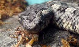 Lạ lùng rắn "quỷ Satan" xuất hiện ở Việt Nam