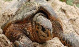 Cuộc sống tình dục kỳ lạ của loài rùa cực hiếm