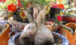 Những 'con thú ngậm hoa' kỳ lạ ở Sài Gòn