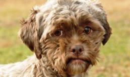 Chó có khuôn mặt giống người