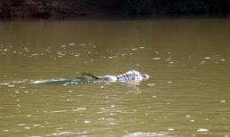 Xác phụ nữ chết trôi sông chưa rõ tung tích