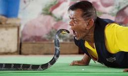 Những phong tục có một không hai về loài rắn