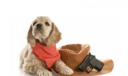 Chó bắn chủ bị thương