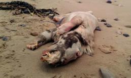 Hoang mang vì sinh vật "mặt ngựa mình heo"