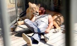 Sống chung với sư tử 365 ngày