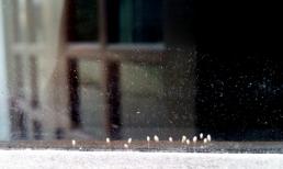 Xôn xao “hoa 3.000 năm mới nở” xuất hiện trên cửa gỗ