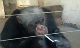 Tinh tinh nghiện thuốc lá 2 tay 2 điếu