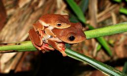 Lạ kỳ ếch đổi màu, đỏ rực khi “làm tình”... ở VN