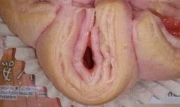 Nhật Bản: Đỏ mặt với bánh ngọt hình giống "cô bé", "cậu bé"